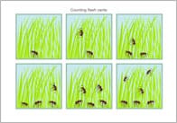 Counting Flash Cards – Ants