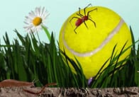 Minibeasts in the Garden Picture