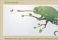 Reptile Fact Cards