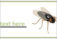 Editable Insect / Minibeast Labels