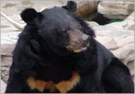 Bear Photo Pack / Collection