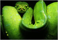 Snake Photo Pack