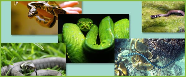 Snake photo collection