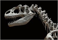 Dinosaur Photo Pack