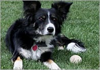 Dog Photo Pack