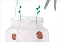 Beans In A Jar Activity