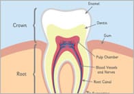Teeth Posters