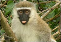Monkey Photo Pack