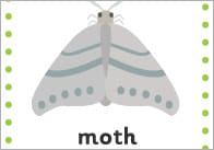 Minibeast 15cm Cards