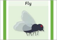 Minibeasts Card Game