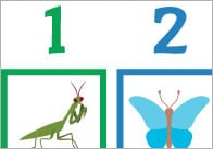 Minibeast Colour Sequencing Game