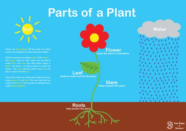 Parts of a plant