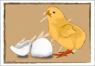 Life Cycle of a Chick