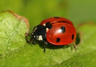 Minibeast Photo Pack
