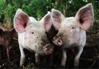 Farmyard Animals Photo Pack
