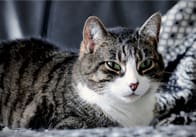 Pet Photo Pack