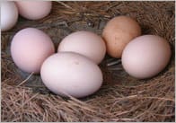 Egg Photo Pack