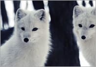 Winter Animals Photo Pack