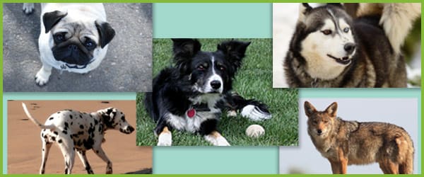Dog Photographs