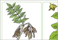 Tree Hunt Activity