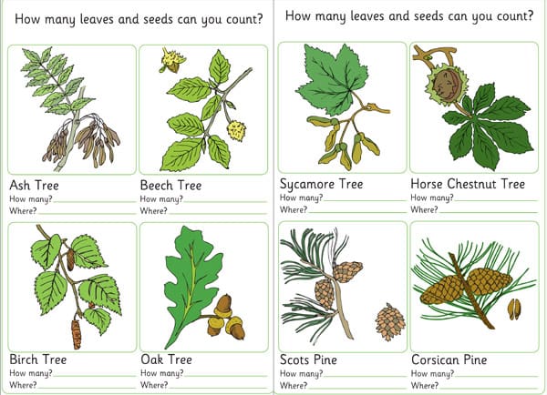 Tree Hunt Activity