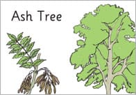 Trees and Their Leaves: A4 Posters