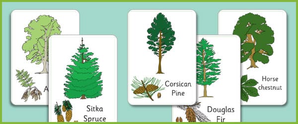Trees and their Leave: A4 Posters