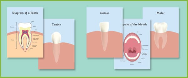 Teeth Posters