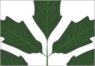 Editable Autumn Leaves