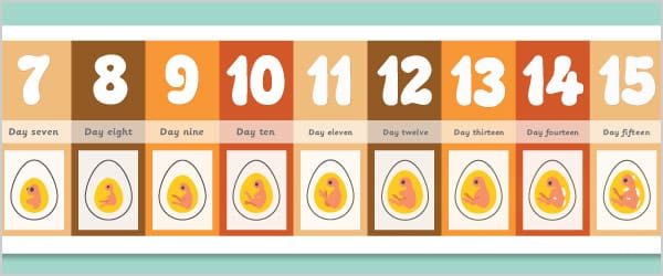 Chick Embryo Display Banner