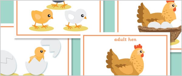 Hen Life Cycle Posters