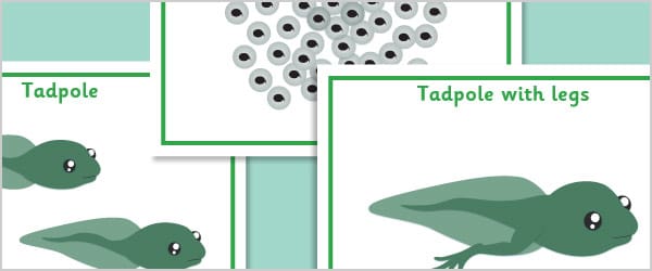 Frog Life Cycle Posters