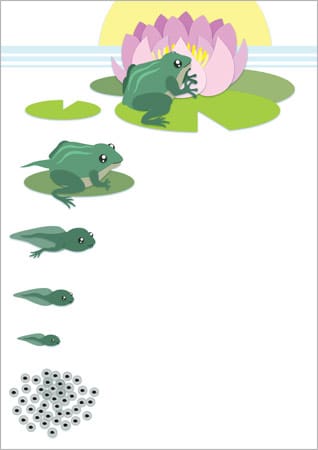 Frog Life Cycle Page Border