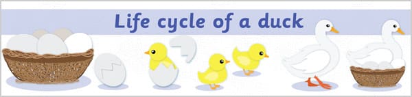 Life Cycle of a Duck Display Banner