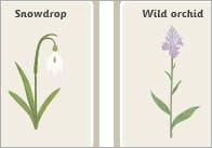 Spring Flower Cards